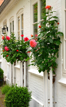 Blooming Climbing Roses on White Cottage House Facade