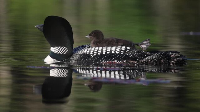 Common loons on a lake in Maine 