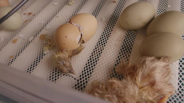 Exhausted newborn chick resting after hatching from its eggshell inside an incubator on a poultry farm, with another recently hatched chick nearby, illustrating the beginning of new life.