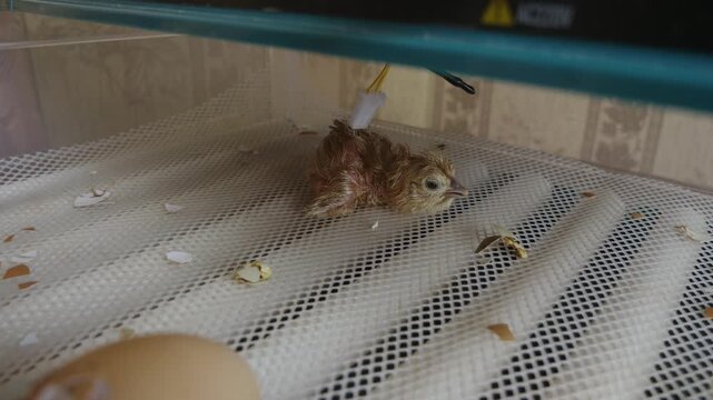 Wet newborn quail chick resting inside a brooder after hatching from an egg, surrounded by broken eggshells. Concept of new life, farming, and raising poultry for agricultural purposes