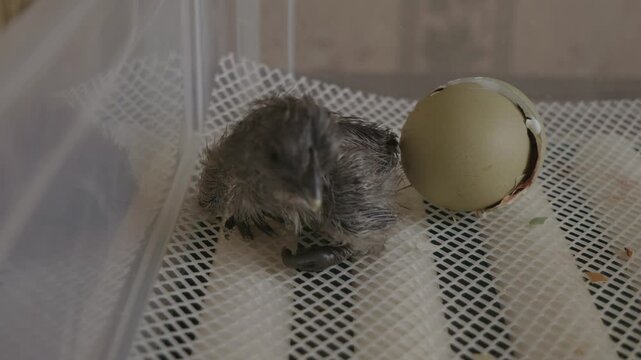 Newly hatched wet black chick resting beside its broken shell inside a warm incubator, symbolizing new life and beginnings in poultry farming. The tiny bird is resting after the effort of birth