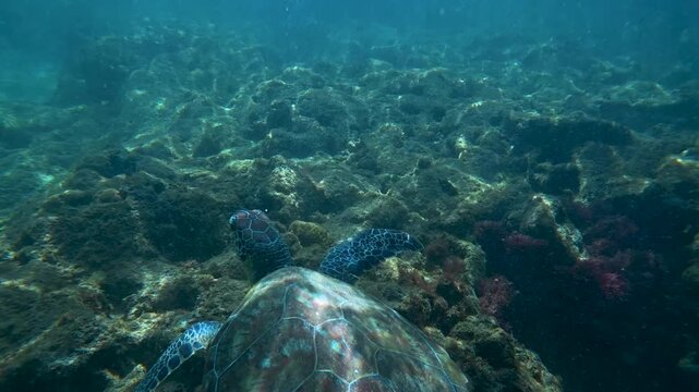 A sea turtle on a coral reef in Puerto Rico 