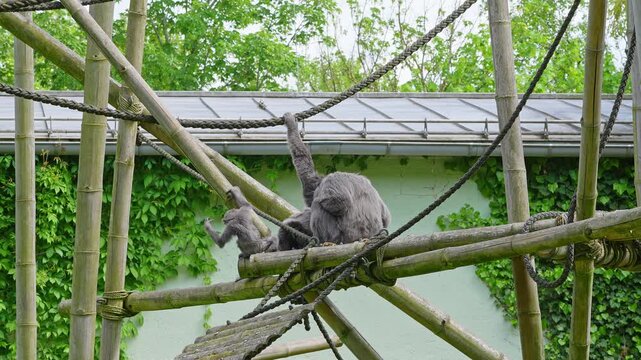 Family of Silvery gibbon, Hylobates moloch. The silvery gibbon ranks among the most threatened species.