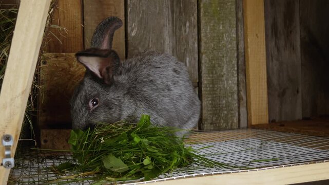 Fluffy gray rabbit with long ears sitting inside a wooden hutch and eating fresh green grass, showcasing a domestic animal enjoying a natural meal in a farm environment