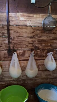Traditional Cheese Making Process Straining Fresh Cottage Cheese in Gauze Bags in Wooden Cabin