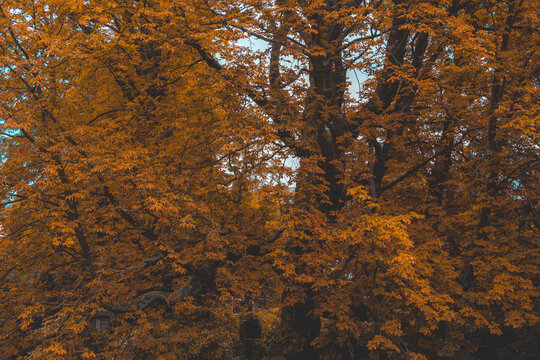 Selective focus of yellow orange leaves on trees, The genus Aesculus with notable species including buckeye and horse chestnut is flowering plants in the family Sapindaceae, Natural Autumn background.