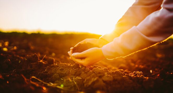 A farmer's hands check the soil quality in a field at sunset. An agronomist demonstrates connection with the earth at sunset. Farming concept, inspection.