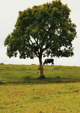 Imagem de colina com &aacute;rvore e vaca