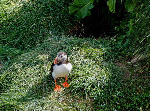 Atlantic Puffin