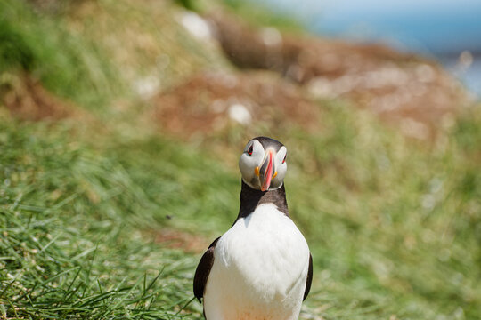 Atlantic Puffin