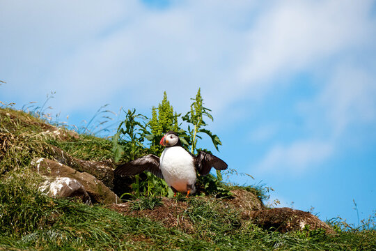 Atlantic Puffin
