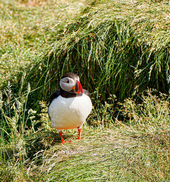 Atlantic Puffin