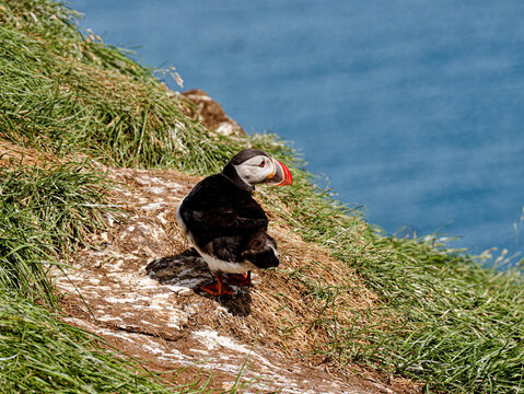 Atlantic Puffin