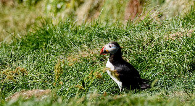 Atlantic Puffin