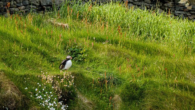 Atlantic Puffin
