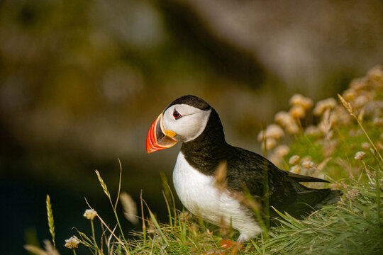 Atlantic Puffin