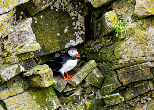 Atlantic Puffin
