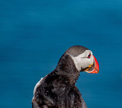 Atlantic Puffin