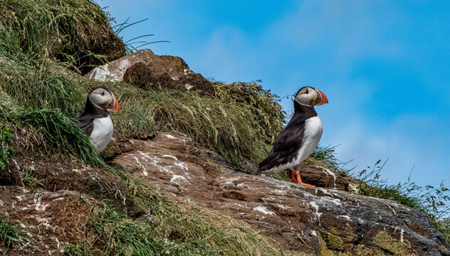 Atlantic Puffin
