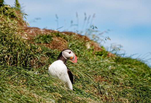 Atlantic Puffin