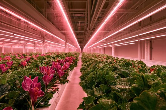 High end commercial agriculture photography of an indoor aeroponic vertical farming laboratory cultivating premium saffron crocus flowers