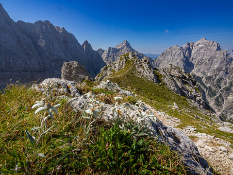 Blooming wild edelweiss flowers (Leontopodium nivale) growing on a high-alpine mountain ridge with Mount Razor in the background, Julian Alps, Slovenia