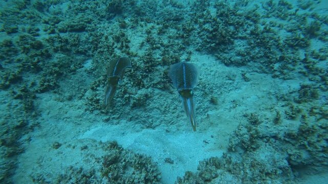 A squid underwater in Puerto Rico