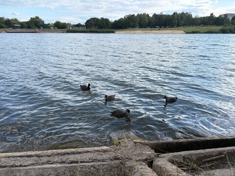 ducks on the lake