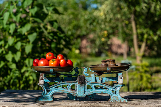 Vintage balance scales with red tomatoes and weights in garden. Old rusty blue weighing scale with fresh organic tomatoes on wooden table outdoors local farm market harvest and fair trade concept