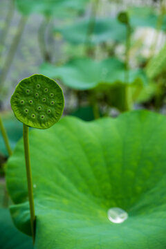 A green lotus seed pod rises above broad leaves in a summer pond in Korea.