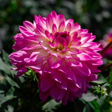 Vibrant pink dahlia flower in full bloom with layered petals in a garden setting