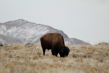 bison on antelope island state park  © Amanda
