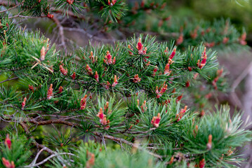 Pine branch with fresh male and female cones in spring, close-up © Ordasi  Tatyjana