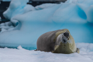 Close-up of a crabeater seal -Lobodon carcinophaga- resting on a small iceberg near the fish islands on the Antarctic peninsula © Goldilock Project