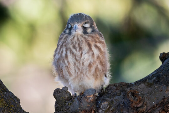 Female American kestrel fledgling (Falco sparverius) perched with eyes closed, puffed up on lichen-covered bark stump.