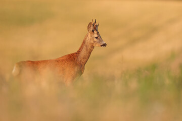 Sarna europejska (Capreolus capreolus) roe deer © Bartosz Rakoczy