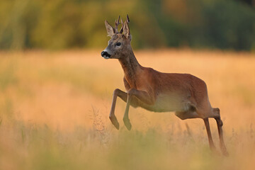 Sarna europejska (Capreolus capreolus) roe deer © Bartosz Rakoczy
