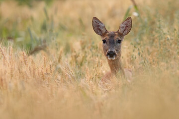 Sarna europejska (Capreolus capreolus) roe deer © Bartosz Rakoczy