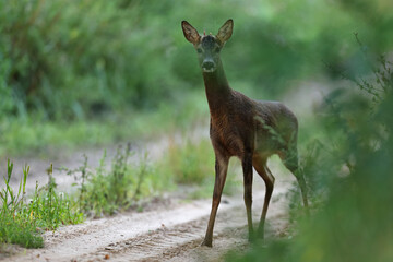 Sarna europejska (Capreolus capreolus) roe deer © Bartosz Rakoczy