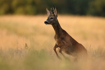 Sarna europejska (Capreolus capreolus) roe deer © Bartosz Rakoczy
