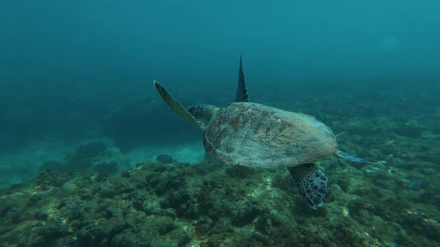A sea turtle on a coral reef in Puerto Rico 