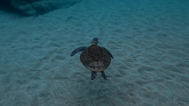 A sea turtle on a coral reef in Puerto Rico 