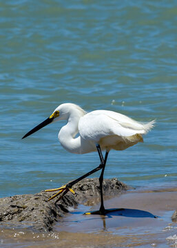 A Snowy Egret at Boca Chica in Texas