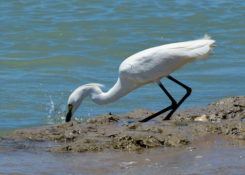 A Snowy Egret at Boca Chica in Texas