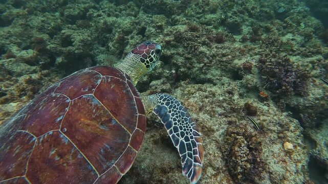 A sea turtle on a coral reef in Puerto Rico 