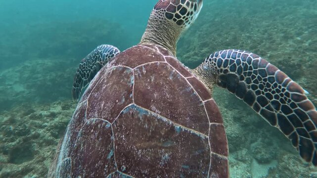 A sea turtle on a coral reef in Puerto Rico 