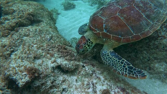 A sea turtle on a coral reef in Puerto Rico 