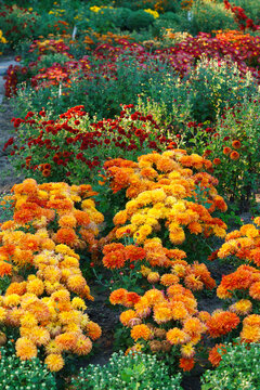 Bright orange pompon chrysanthemum flowers in full bloom creating vibrant floral background. Closeup of colorful autumn blossoms growing in a garden, seasonal fall decorative plant breeding