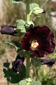 Close up of black Hollyhock with bee in center