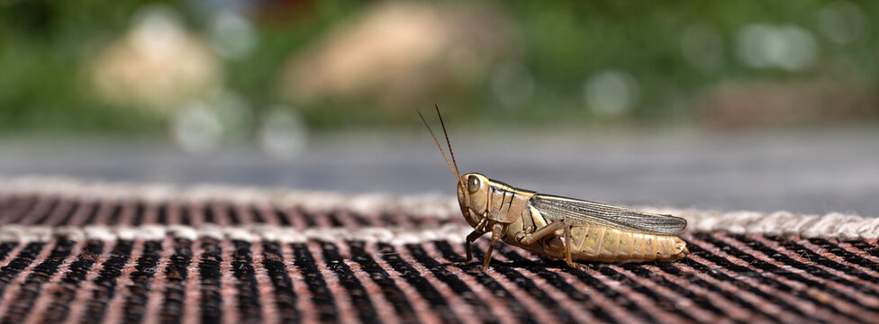 Close up of grasshopper on outdoor carpet